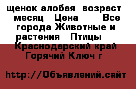 щенок алобая .возраст 1 месяц › Цена ­ 7 - Все города Животные и растения » Птицы   . Краснодарский край,Горячий Ключ г.
